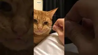 Why You Should NEVER Cut a Cat&rsquo;s Whiskers!