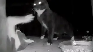 Daddy Cat's Surprise Attack On New Stray: Drama At The Feeding Bowls #catattack