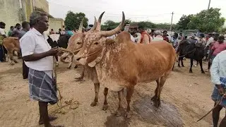 02.08.2025 வாணியம்பாடி மாட்டுச்சந்தை