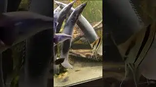 Monte f&uuml;ttert seine Fische 😎 MontanaBlack Snapchat Story