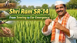 Best Quality High Yeald Shri Ram SR14| Complete Guide Farming journey of SR-14