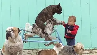 Best UNBELIEVABLE FUNNY MOMENTS & ANIMALS 2019