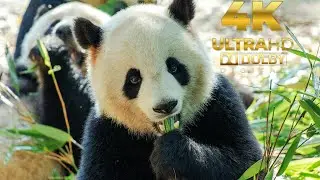 Forest Safari: Close Up with Wild Animals | Forest Wildlife!