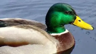 Swimming Ducks/ Ducks  Swim In unity #shorts #shortvideo #ducks