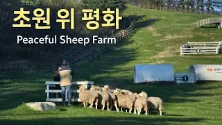 Sheep on the Green Hill | 조용한 양떼목장 풍경