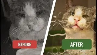 From Weak to Healthy &ndash; A Rescue Cat&rsquo;s Transformation