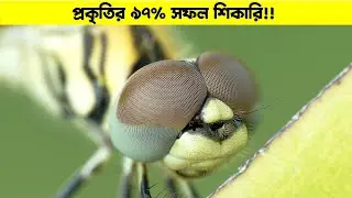 আকাশের ভয়ংকর শিকারি 🐉 ।। Dragonfly Hunting Skills Explained