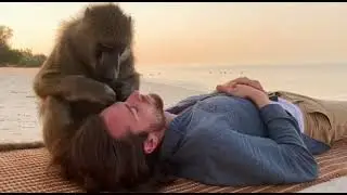 ASMR monkey grooming human 