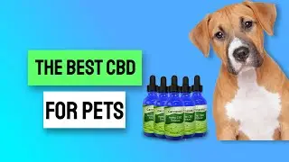 Cbd Oil For Dogs Anxiety Amazon - How Much Cbd Oil Should I Give My Dog For Anxiety