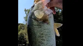 6th Sense Speed Wake (Bursting Shad) Part 2; Episode 3