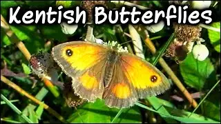 Butterflies in Hythe (Kent), White Cliffs of Dover, Romney Marsh and North Downs