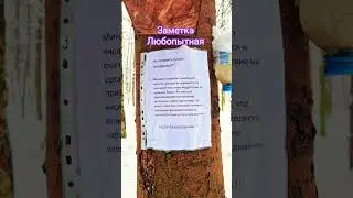 #shorts увидели инфор про кормление ##белка #кормление #лес #миндаль #обьявление #shorts#animallife