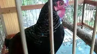 Kokok ayam hutan hijau gacor si Bejo