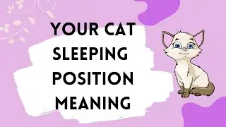 Cat sleeping positions meaning