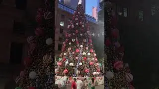 Martins Place Sydney Christmas Tree Dec  2025