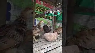 big brahma chicks     #chicks #shorts #chicken
