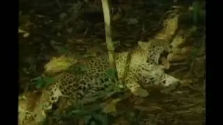 Animal Alphabet - J is for Jaguar