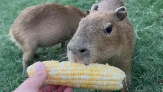 Capybara Eats Corn and Dies (How to take ducks from the park)