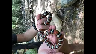 Snake Ecology of the LA Area: Mythsss & Truthsss
