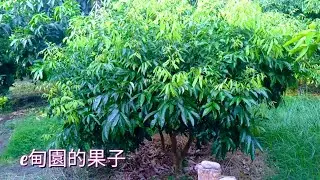 「玉荷包」荔枝6/16矮化修剪後，抽第三次新梢(培養次年結果枝)。2022年8月31日