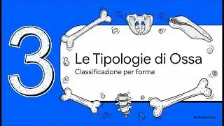 Lo scheletro, Anatomia