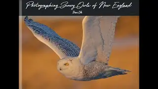 Photographing Snowy Owls of New England, Second Book Available