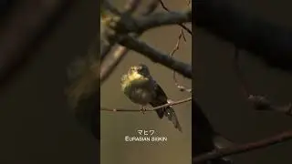 マヒワ Eurasian siskin