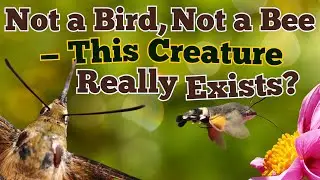 The Flying Jewel: The Hummingbird Moth&rsquo;s Hovering Elegance