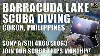 Scuba Diving Barracuda Lake in Coron, Philippines in 4K with Sony A7SIII.