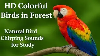 Beautiful Forest Bird Calls &ndash; Real Birdsong for Sleep, Focus & Relaxation