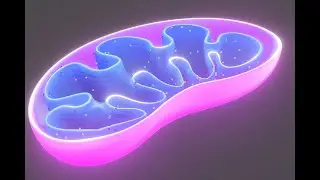 ЖАСУШАЛЫҚ ТЫНЫС АЛУ   1. ҰБТ биология