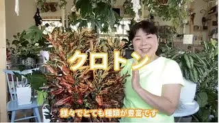 クロトンの魅力と育て方 [ 福岡 糸島 観葉植物 & 雑貨 店 ]
