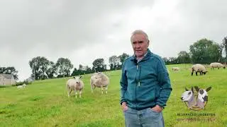 South of Ireland Bluefaced Leicester Club - Bluefaced Leicester Versatility in Action 