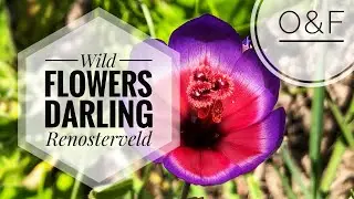 Darling Wildflowers - Part 1 September 2020
