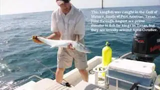 How To Catch a Kingfish