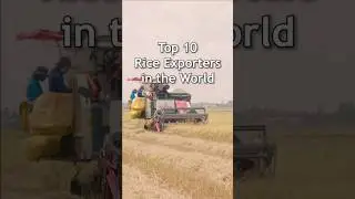 Largest Rice Exporters in the World🌾🌍 #rice #riceexport #top10