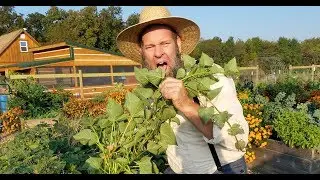 EATING SWEET POTATO GREENS!!