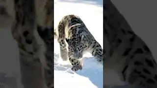 The Playful Predator Unexpected & Heartwarming | #snowleopard #bigcat #wildlife #gilgitbaltistan