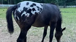 Custom made Knabstrupper cross Sport horse