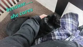 kitty cat cozies up for snuggle