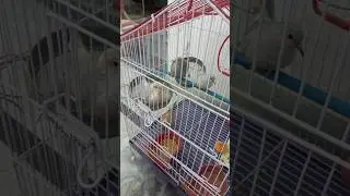 Doves play time #youtubeshorts #doves #kidslovebirds
