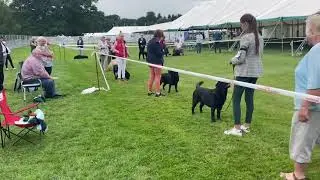 Three Ridings Labrador Retriever Club - July 2021