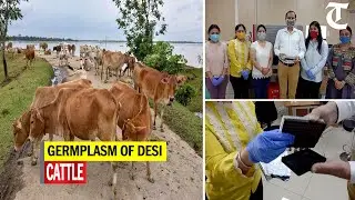 DNA-based chip to identify good germplasm of &lsquo;desi&rsquo; cattle