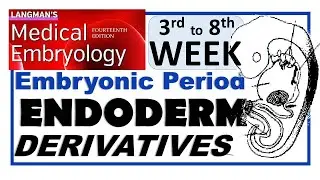 Langman Chapter#06(Part-III) | ENDODERM Derivatives | Embryonic Period (3rd to 8th Week)
