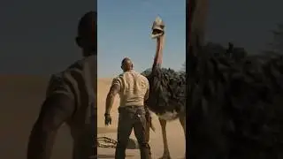 ostrich attack on man and girl they start there car the ostrich chase them #adventure #usa #shorts
