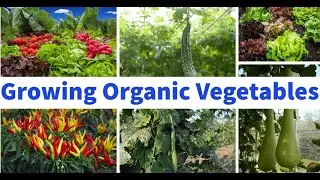 Growing Vegetables Organically