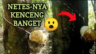 Sadapan pertama setelah pengolesan obat perangsang