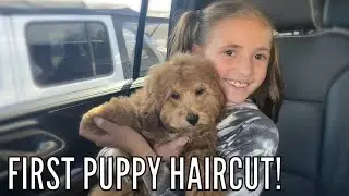 New PUPPY Gets her FIRST HAIRCUT! | Puppy Gets a New & Improved Bedroom!