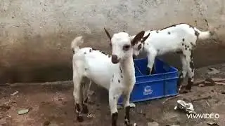 agra breed goats moghalpura