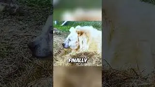 Bear sees Sunlight for the first Time after Rescue 🥺